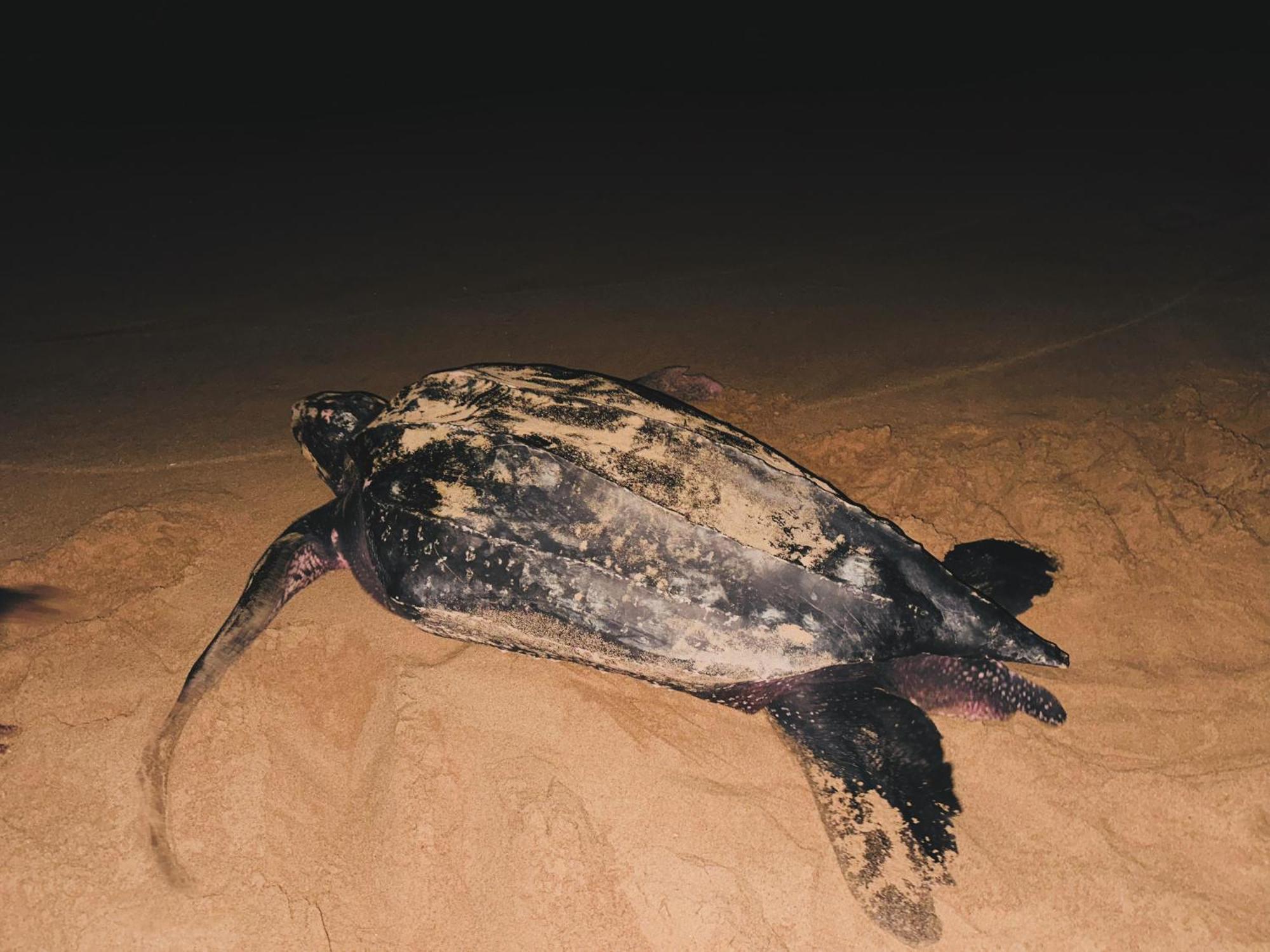 Shine Wave Turtle Beach Tangalle Bagian luar foto