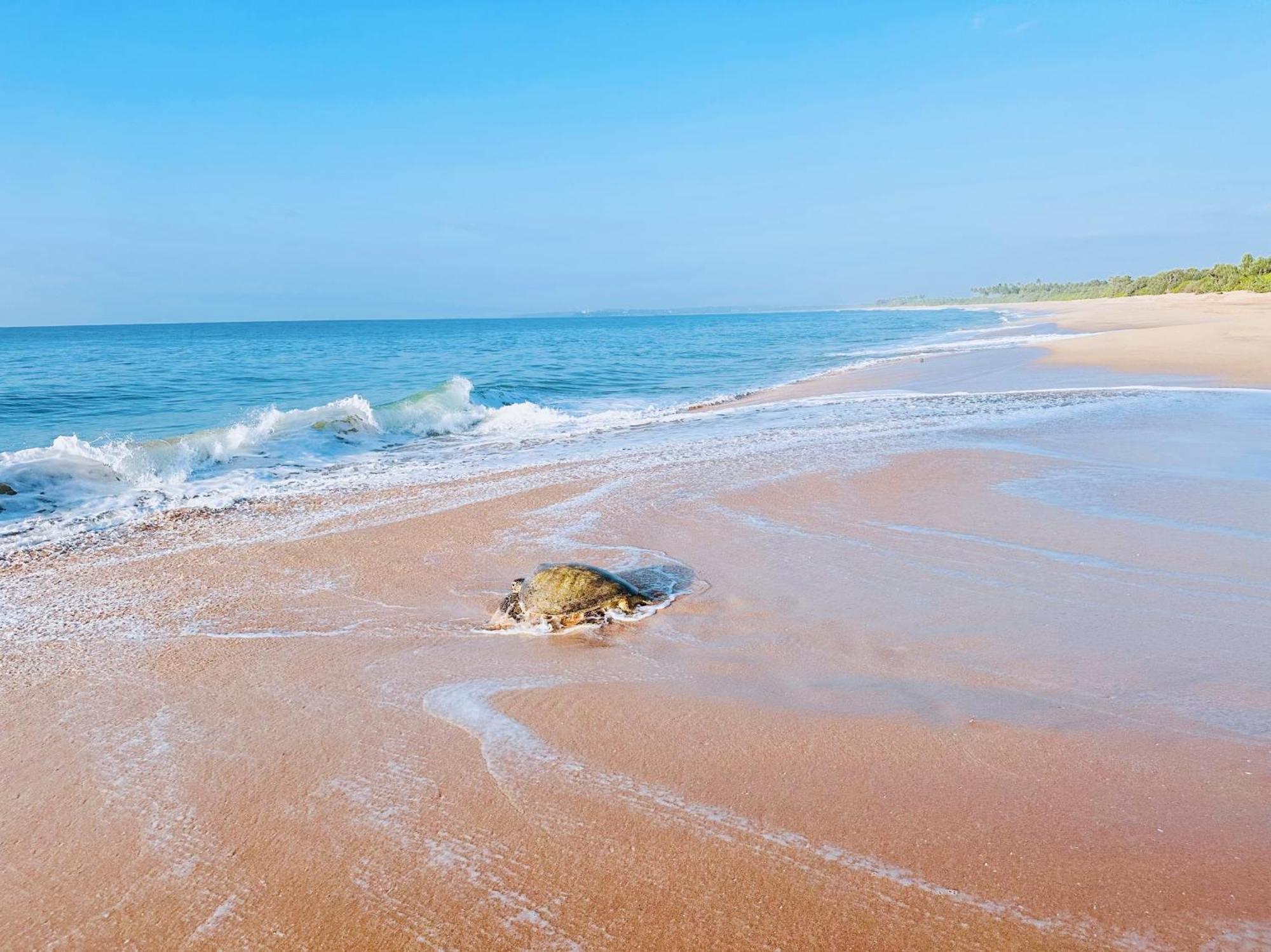 Shine Wave Turtle Beach Tangalle Bagian luar foto