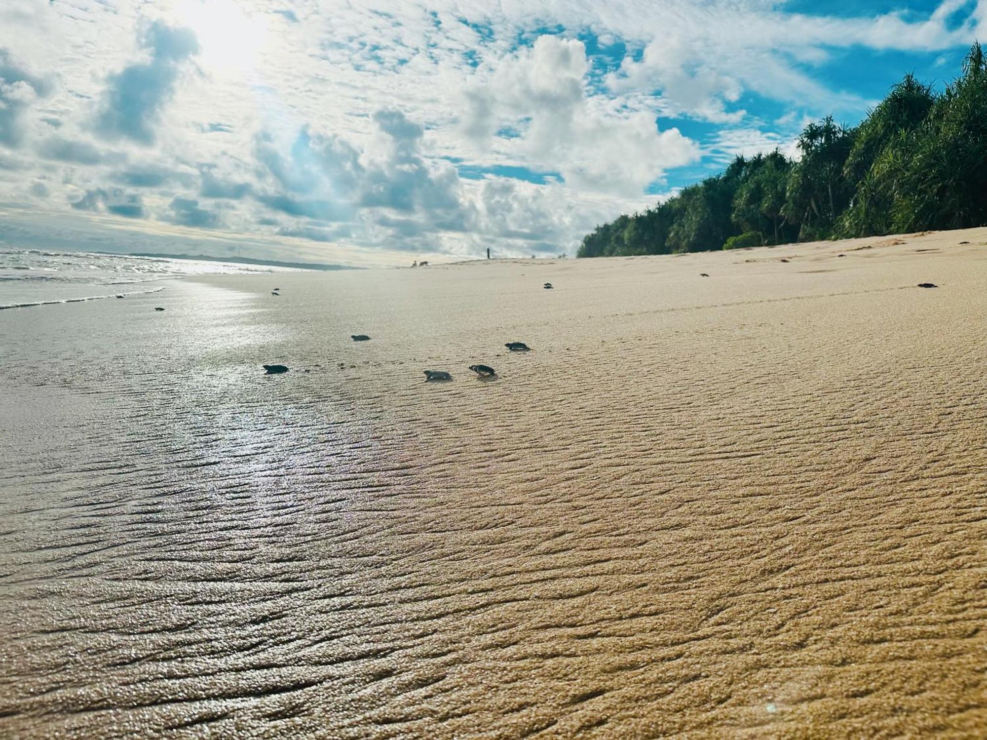 Shine Wave Turtle Beach Tangalle Bagian luar foto