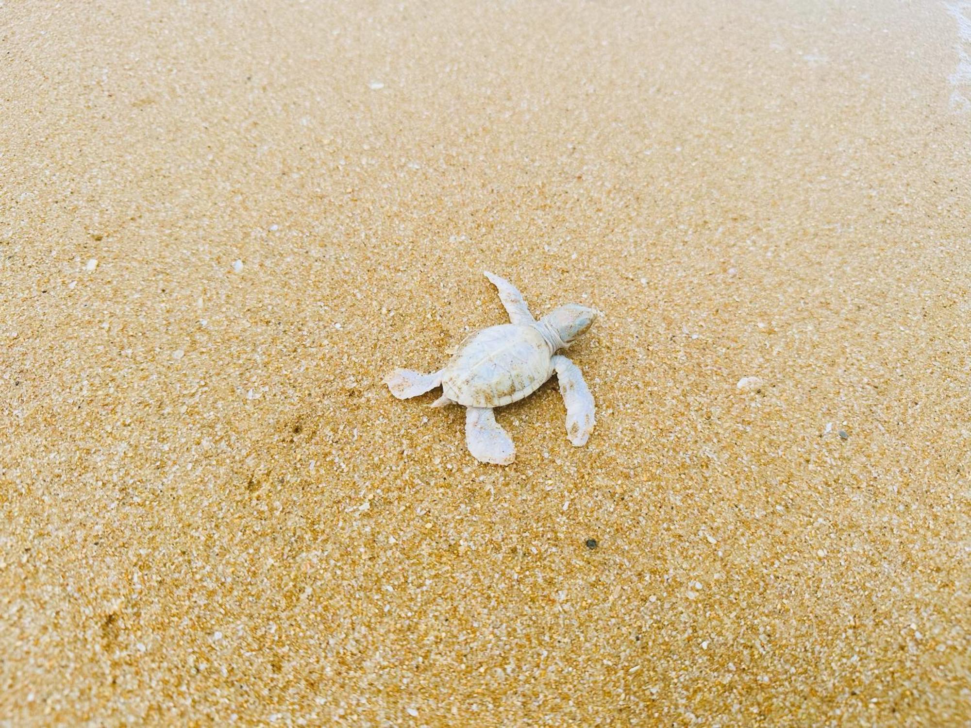 Shine Wave Turtle Beach Tangalle Bagian luar foto